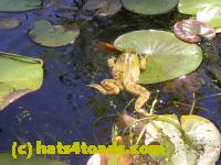 /home//u458753944/public_html/sourcegallery//Frogs/More bullfrogs/DSCN5481.JPG